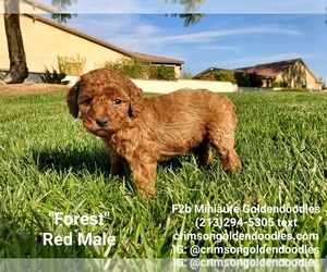 Goldendoodle Puppy for Sale in BREA, California USA