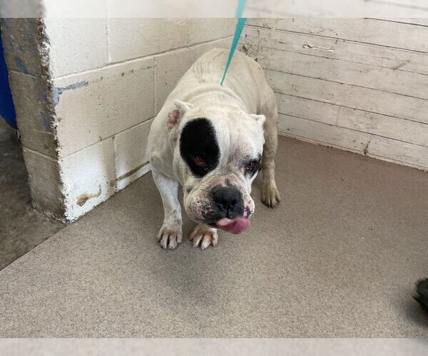 Medium Photo #1 Bulldog-Unknown Mix Puppy For Sale in San Bernardino, CA, USA