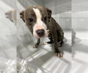 Mutt Dogs for adoption in Houston, TX, USA