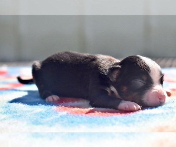 Medium Photo #2 Miniature Australian Shepherd Puppy For Sale in PALM COAST, FL, USA