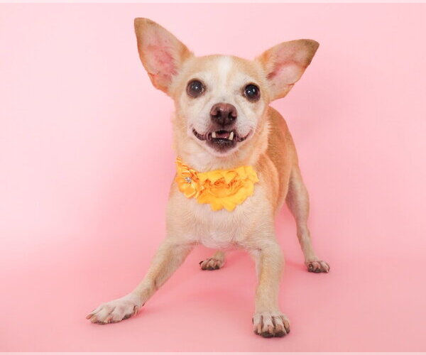 Medium Photo #3 Chihuahua-Unknown Mix Puppy For Sale in Phoenix, AZ, USA