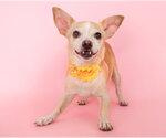 Small #2 Chihuahua Mix