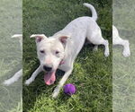 Small #8 American Pit Bull Terrier Mix