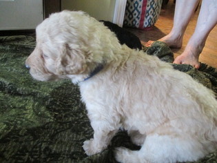Goldendoodle Puppy for sale in LAKE CHARLES, LA, USA