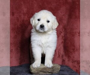 English Cream Golden Retriever Puppy for sale in FREDERICKSBG, OH, USA