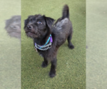 Wybie - Male Mutt Dog for Adoption - Small photo