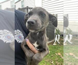 American Pit Bull Terrier-Unknown Mix Dogs for adoption in Oklahoma City, OK, USA