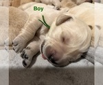 Puppy Green Golden Retriever
