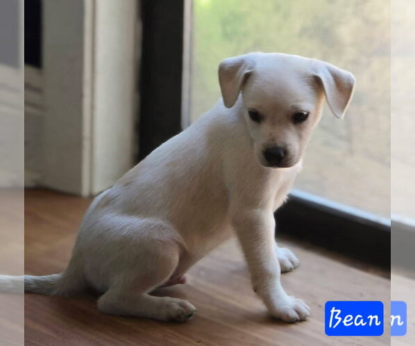 Medium Photo #4 Cheagle Puppy For Sale in Alexander, AR, USA