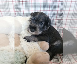 Medium Schnauzer (Standard)