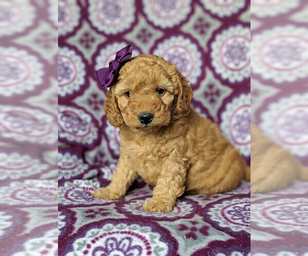Medium Photo #2 Goldendoodle-Poodle (Miniature) Mix Puppy For Sale in KIRKWOOD, PA, USA