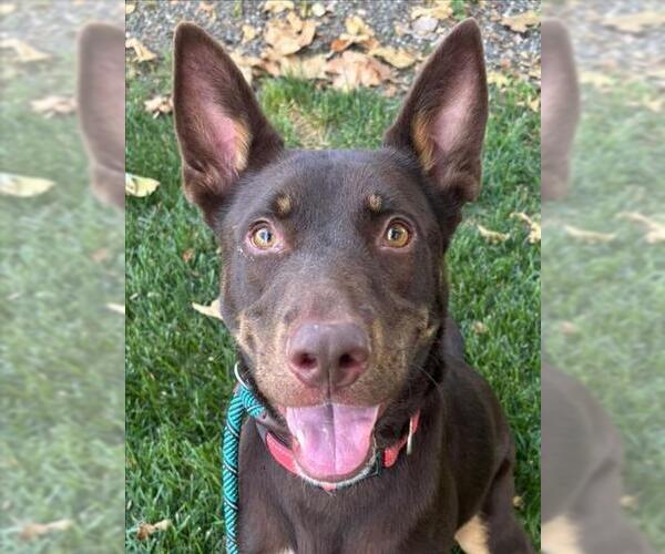 Medium Photo #4 American Staffordshire Terrier-German Shepherd Dog Mix Puppy For Sale in Woodland, CA, USA