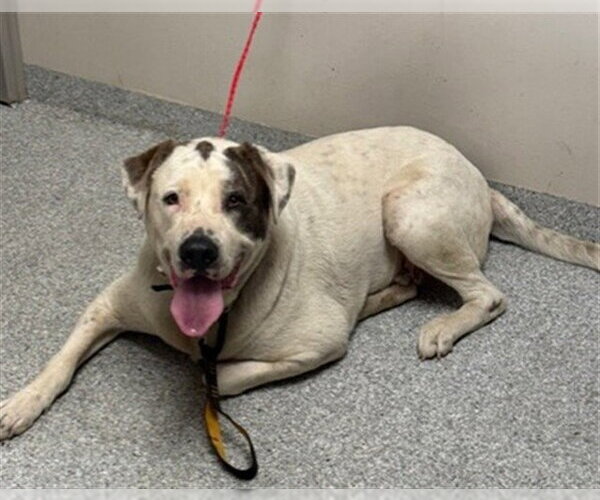 Medium Photo #1 Saint Bernard-Unknown Mix Puppy For Sale in Pasadena, TX, USA