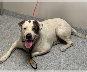 Saint Bernard-Unknown Mix Dogs for adoption in Pasadena, TX, USA