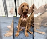Small #3 Vizsla
