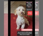 Petunia - Female Havanese-Zuchon Mix Puppy for Sale - Small photo