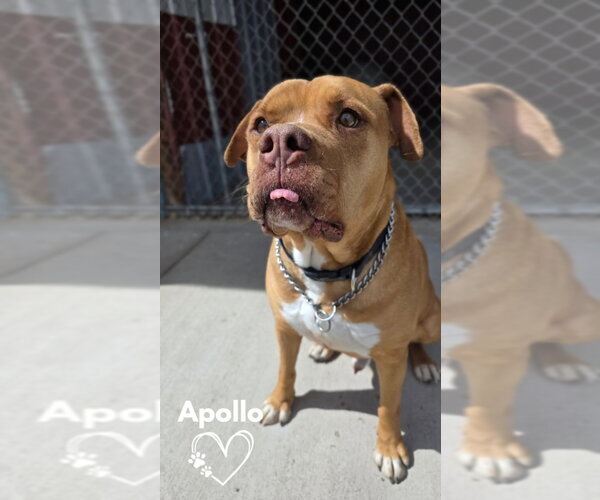 Medium Photo #1  Puppy For Sale in , 