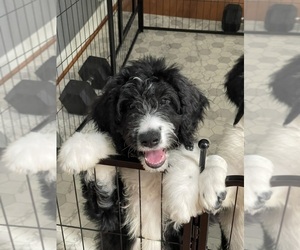 Bernedoodle Puppy for sale in CHESAPEAKE, VA, USA