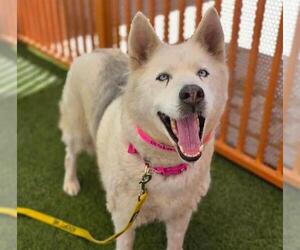 Siberian Husky-Unknown Mix Dogs for adoption in Las Vegas, NV, USA