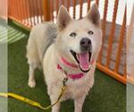 Small Siberian Husky Mix