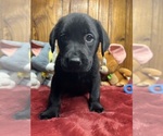 Small #9 Labrador Retriever
