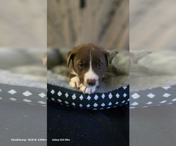 Medium Photo #1 Siberian Husky-Unknown Mix Puppy For Sale in Raleigh, NC, USA