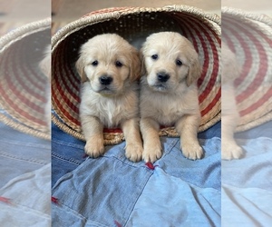 Golden Retriever Puppy for sale in BONNERS FERRY, ID, USA