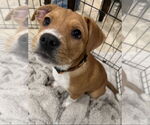 Small #2 Labrador Retriever Mix
