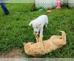Small Photo #44 German Shepherd Dog Puppy For Sale in CECILIA, KY, USA