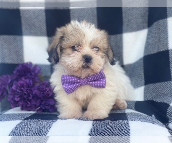 Medium Photo #4 Shorkie Tzu Puppy For Sale in LAKELAND, FL, USA