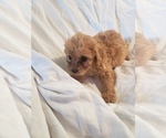 Small Photo #2 Cavapoo Puppy For Sale in CHARLES CITY, IA, USA