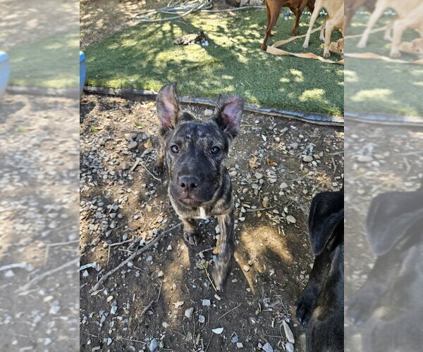 Medium Photo #1 Black Mouth Cur-Unknown Mix Puppy For Sale in Tracy City, TN, USA