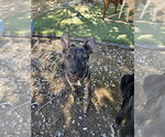 Rambo - Male Black Mouth Cur-Unknown Mix Dog for Adoption - Small photo