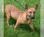 Small #4 German Shepherd Dog Mix