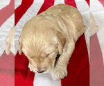 Small Photo #6 Goldendoodle Puppy For Sale in SIGNAL MOUNTAIN, TN, USA