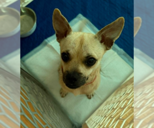 Chug Dogs for adoption in Cranston, RI, USA