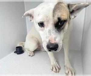 Labrador Retriever-Unknown Mix Dogs for adoption in Houston, TX, USA