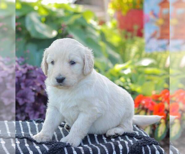 Medium Photo #2 Goldendoodle Puppy For Sale in NEW ENTERPRISE, PA, USA
