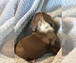 Small #2 Dachshund