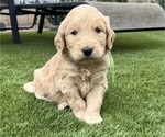 Puppy Green Goldendoodle