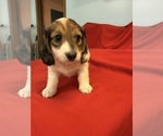 Small #7 Dachshund