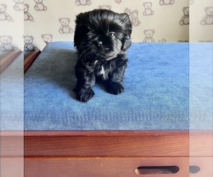 Shih Tzu Puppy for sale in VANCOUVER, WA, USA