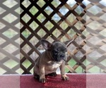 Small Photo #2 French Bulldog Puppy For Sale in SACRAMENTO, CA, USA