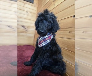 Poodle (Standard) Puppy for sale in WILLIAMSTOWN, KY, USA