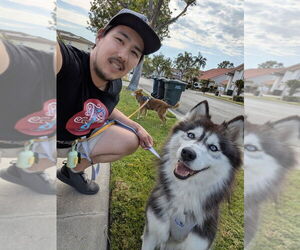 Siberian Husky Dogs for adoption in Dana Point, CA, USA