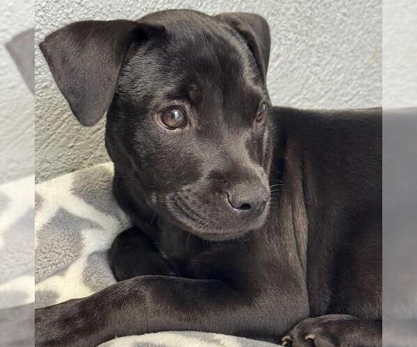 Medium Photo #2 Boxador Puppy For Sale in San Diego, CA, USA