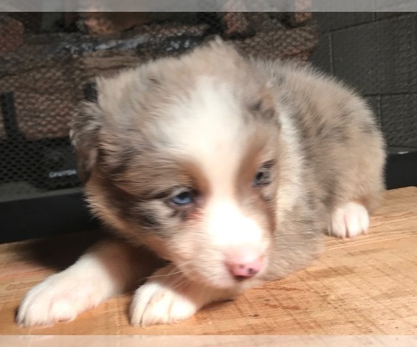 Medium Photo #14 Australian Shepherd Puppy For Sale in ARBA, IN, USA