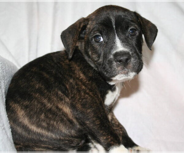 Medium Photo #1 American Staffordshire Terrier-Unknown Mix Puppy For Sale in Holly Springs, NC, USA