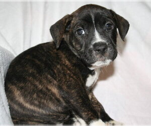 American Staffordshire Terrier-Unknown Mix Dogs for adoption in Holly Springs, NC, USA