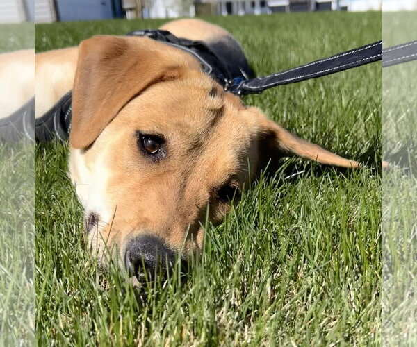 Medium Photo #3 Mutt Puppy For Sale in Fargo, ND, USA